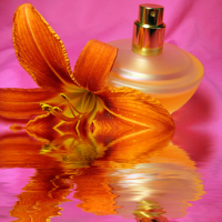 Fragrance Oil - Amber & Musk