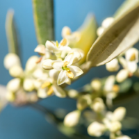 Fragrance Oil - Olive Blossom