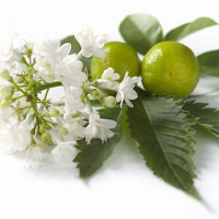 Fragrance Oil - White Patchouli (type)