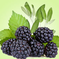 Fragrance Oil - Blackberry Jam
