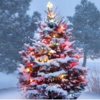 Fragrance Oil - Christmas Tree