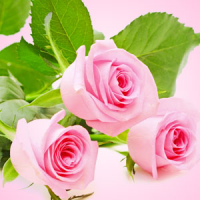 Fragrance Oil - Fresh Cut Roses