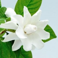 Fragrance Oil - Gardenia