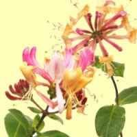 Fragrance Oil - Honeysuckle Blossoms