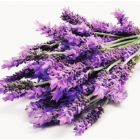 Fragrance Oil - Lavender