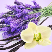 Fragrance Oil - Lavender Vanilla (type)