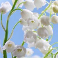 Fragrance Oil - Lily of the Valley