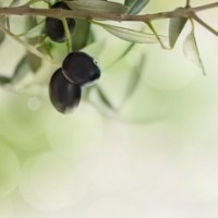 Fragrance Oil - Olive Branches (type)