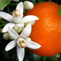 Fragrance Oil - Orange Blooms (type)