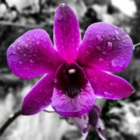 Fragrance Oil - Orchid Rain