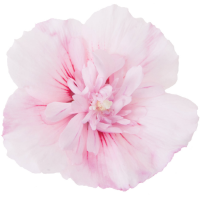 Fragrance Oil - Pink Chiffon (type)