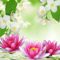 Fragrance Oil - Water Lily & Jasmine (type)